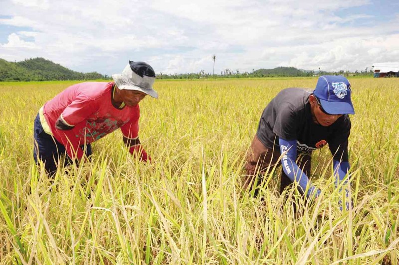 FIELDS OF GOLD After his rice farm was destroyed by Supertyphoon “Yolanda,” farmer Danilo Catindoy (left) enjoys his first bountiful harvest with farmhand Dionelo Barbosa in Barangay Cangumbang, Palo, Leyte. DANNY PETILLA 