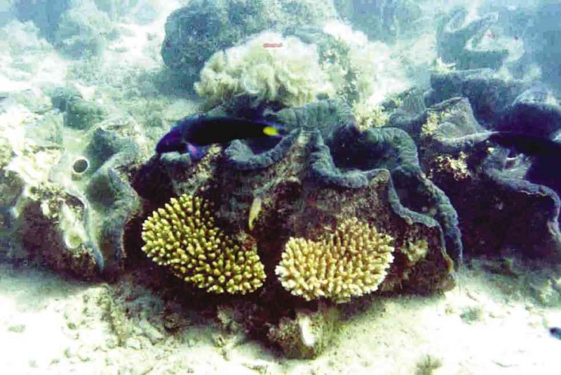 • A giant clam at Hundred Islands in Pangasinan ED GOMEZ