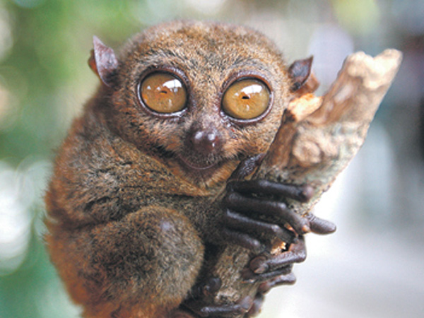 BOHOL TARSIERS A new study published on Wednesday says tarsiers communicate with one another using ultrasound frequencies inaudible to man and many species of predators. EDWIN BACASMAS 