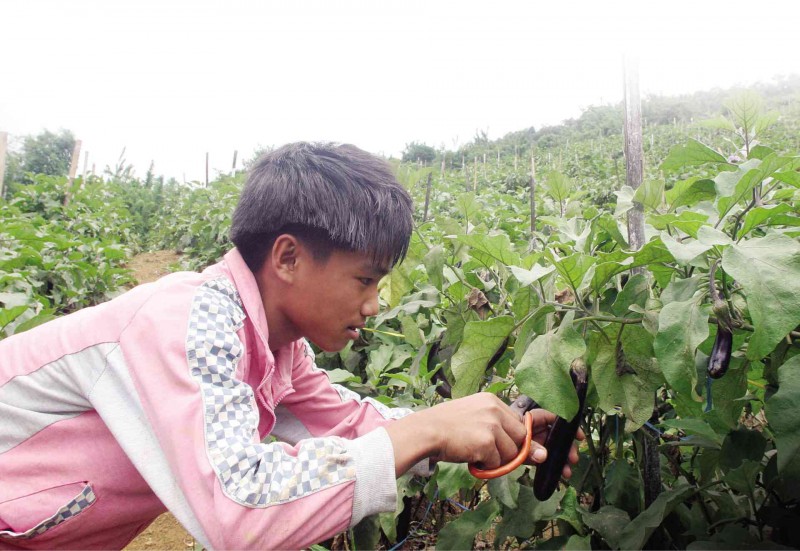 A FARMHAND harvests an eggplant in Barangay Tabunan in Cebu City.