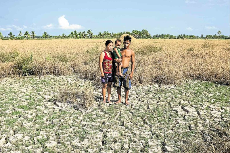 A RICEFIELD of a family in M’lang, North Cotabato, has dried up due to drought.   KARLOS MANLUPIG/INQUIRER MINDANAO