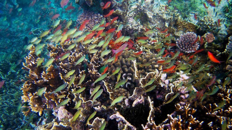 A school of fish swims through the Verde Island Passage, a strait between Luzon and Mindoro where California Academy of Sciences centered its expedition. www.calacademy.org