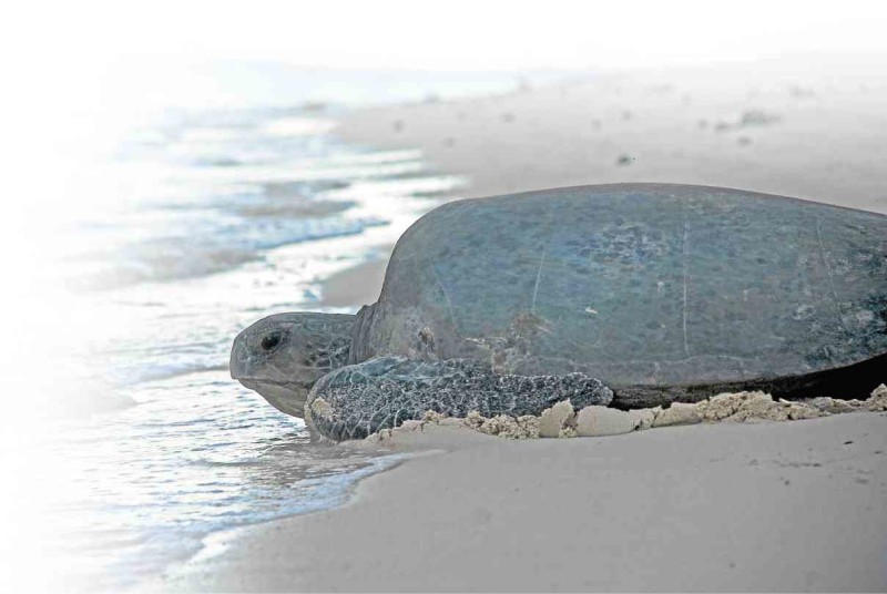  FEMALE green turtle returns to sea after laying eggs on one of the beaches of the Turtle Islands.  PHOTO BY A.G. SAÑO
