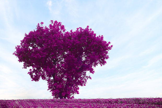 Pink tree in the shape of heart ,valentines day background
