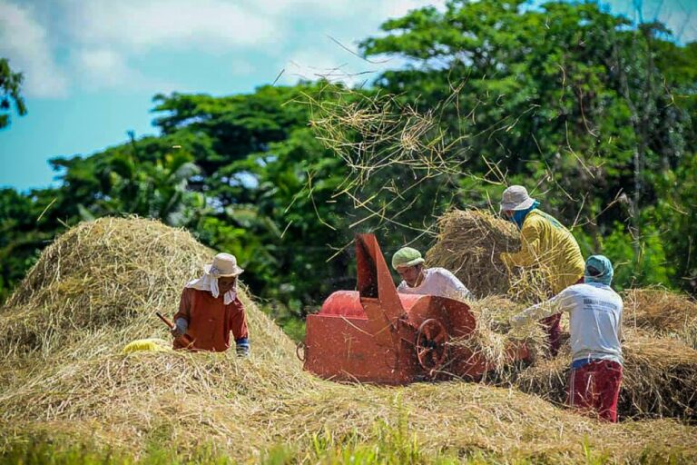 Shortages in data, not just food, plague Philippine agriculture ...