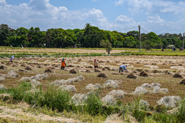 Philippines: world’s largest rice importer again